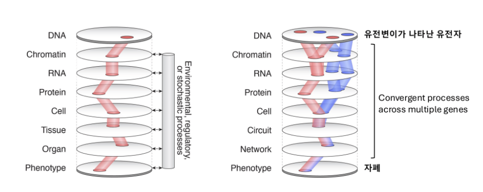 서로 다른 유전자의 변이가 DNA, 크로마틴, RNA, 단백질, 세포, 회로, 네트워크의 여러 층위를 거치면서 자폐라는 하나의 표현형으로 수렴하는 과정.
