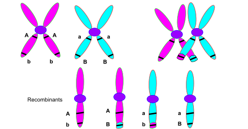 Figure. Chromosomal Crossover
