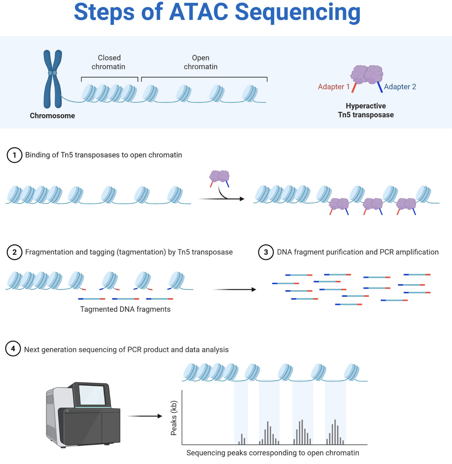 ATAC-seq workflow