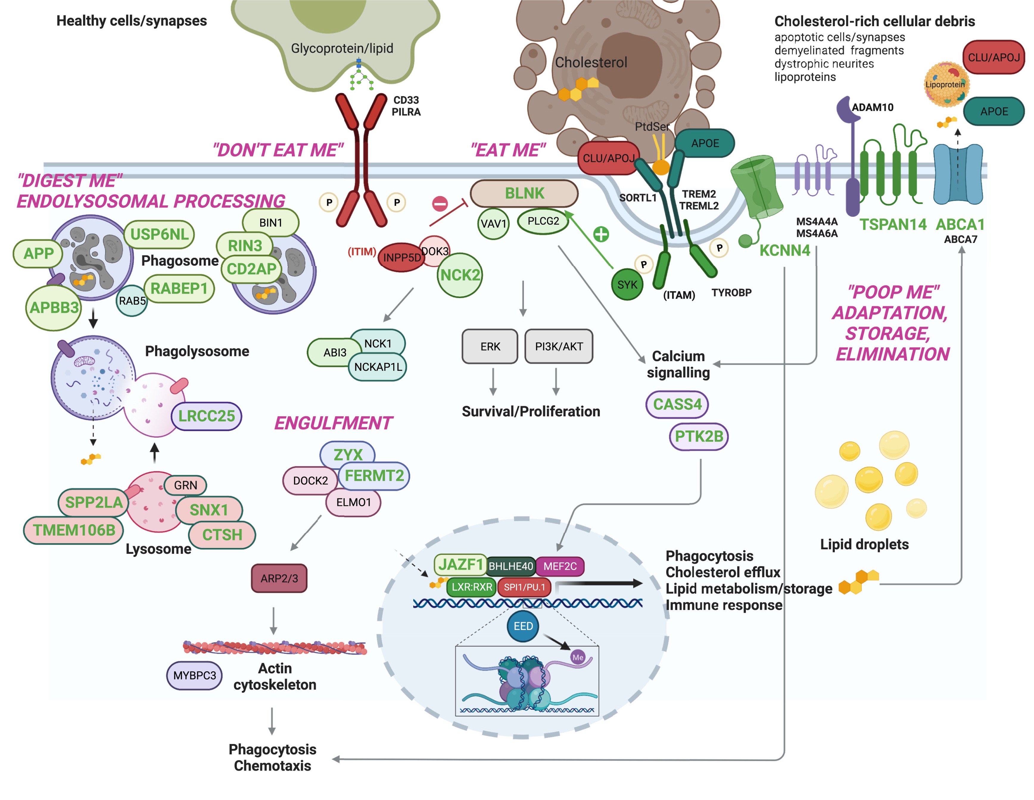 Andrews2023-EBioMed-Fig3