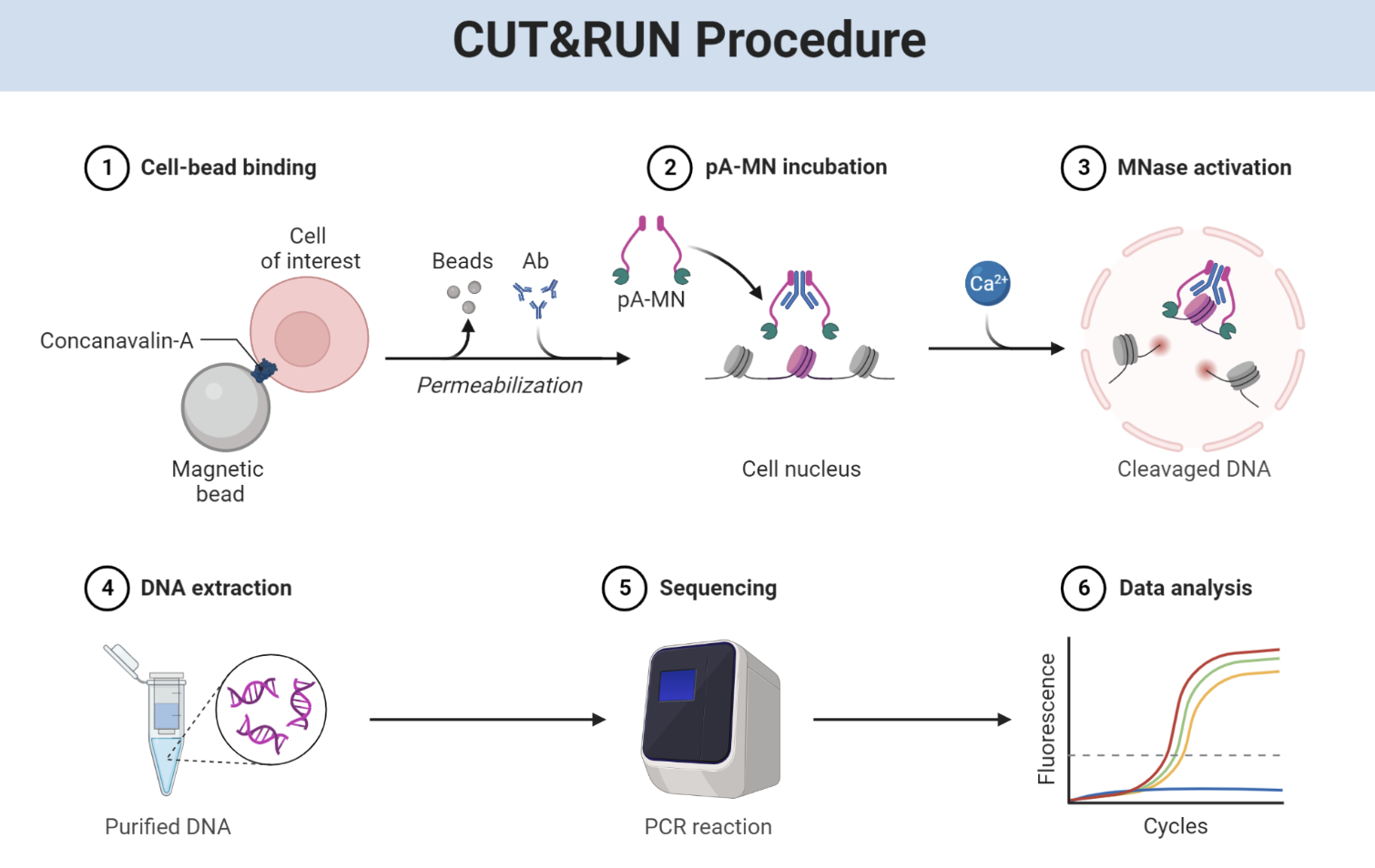 CUT&RUN workflow