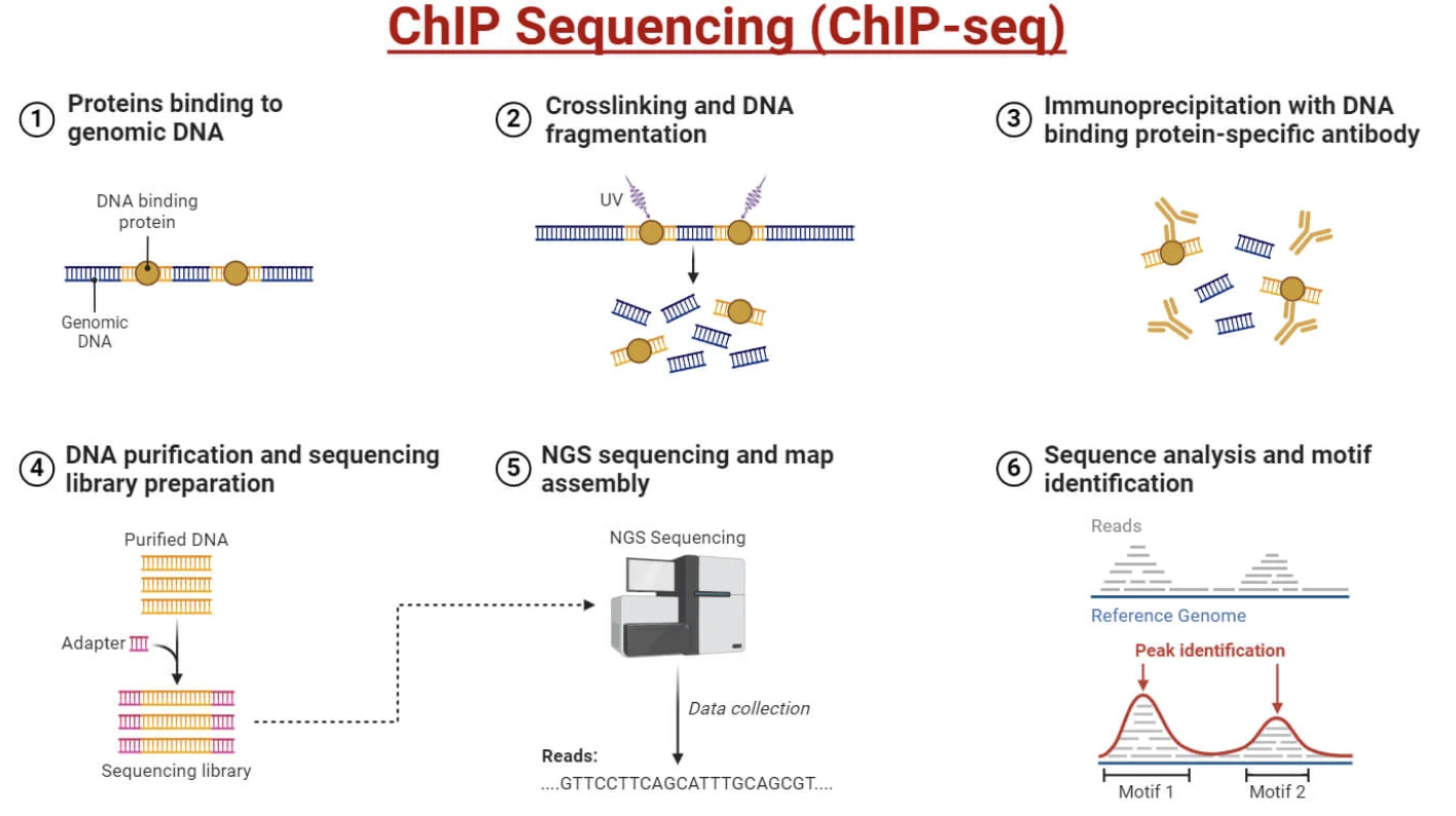 ChIP-seq workflow