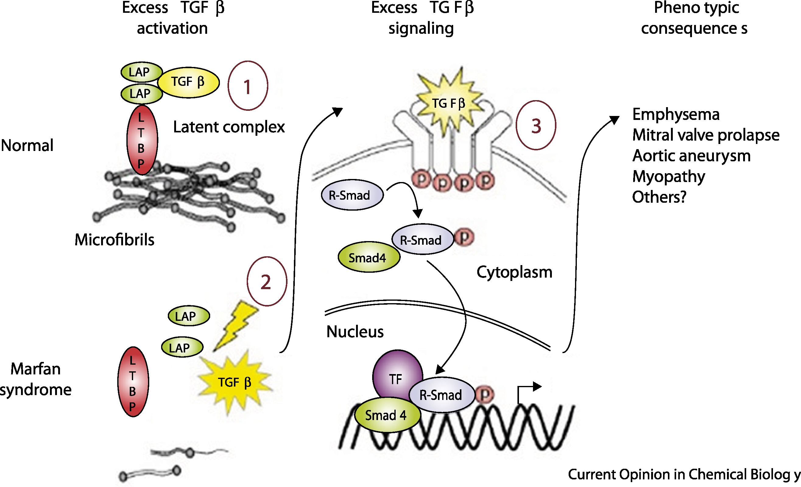 Coelho2020-CellSignal-Fig4