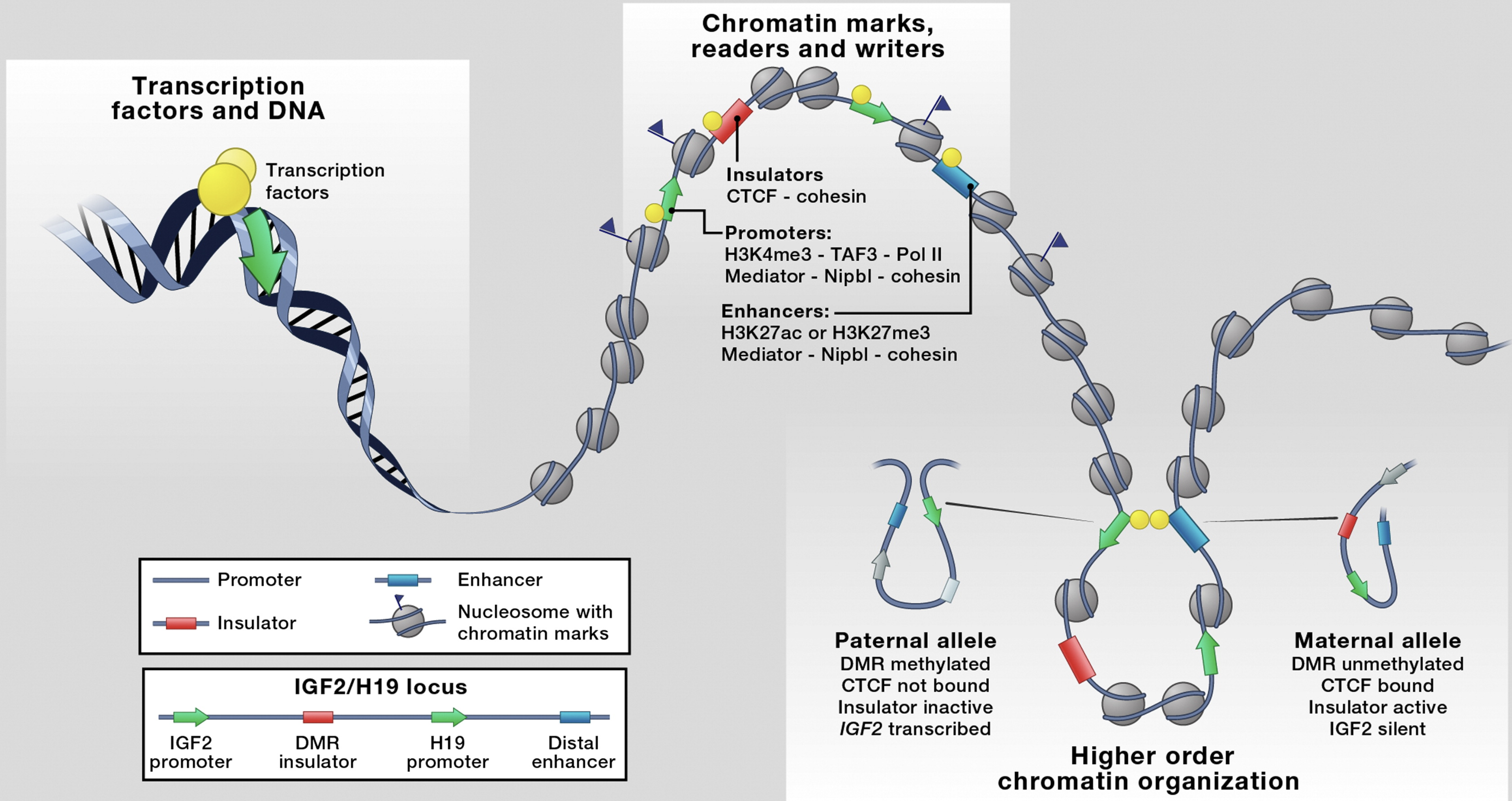 Merkenschlager & Odom 2013, Cell
