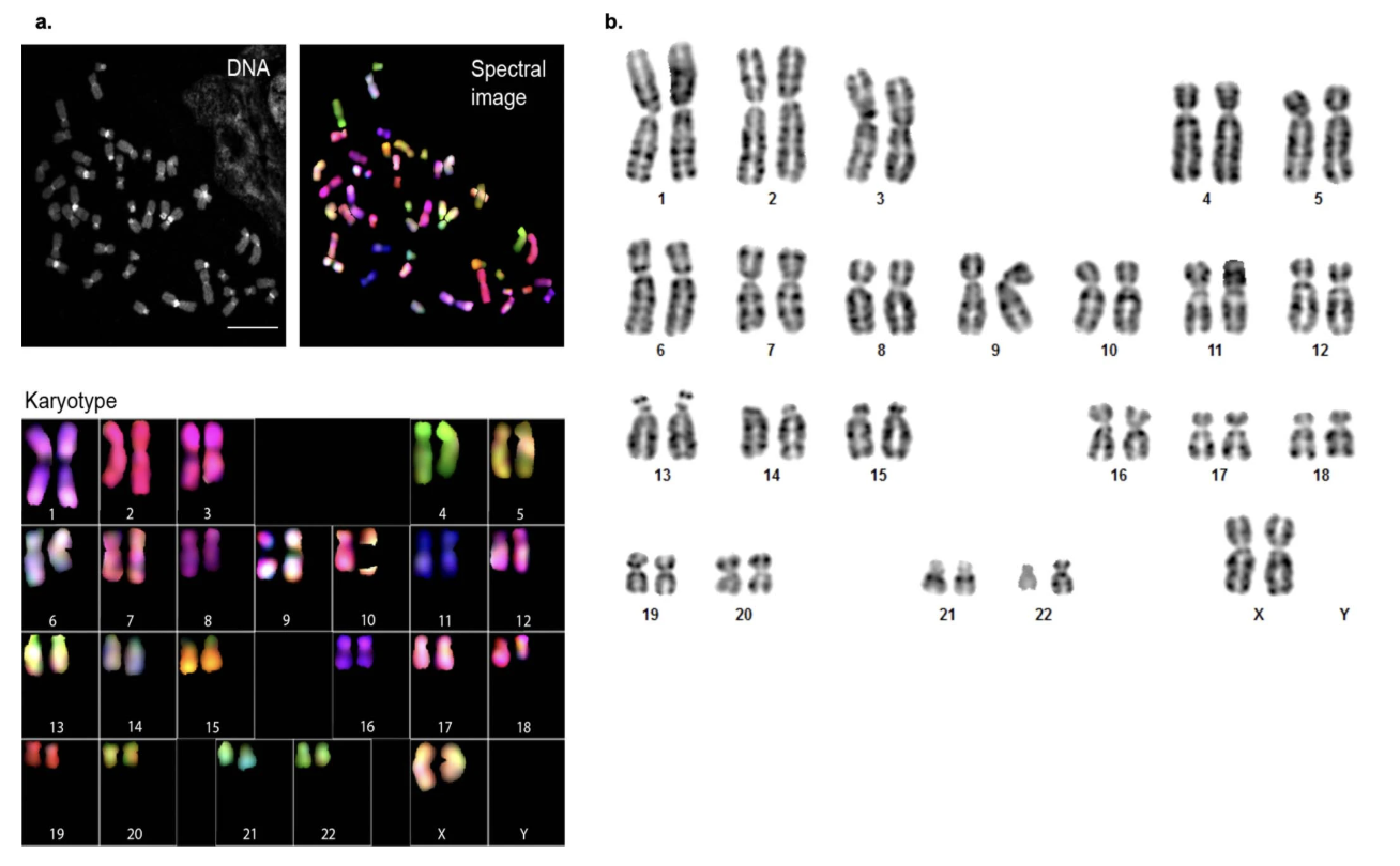 Miga et al. 2020, Nature - Extended Data Figure 1