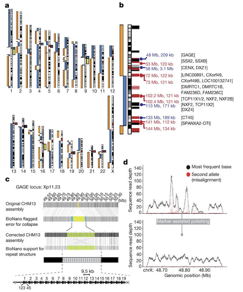 Miga et al. 2020, Nature - Figure 1b