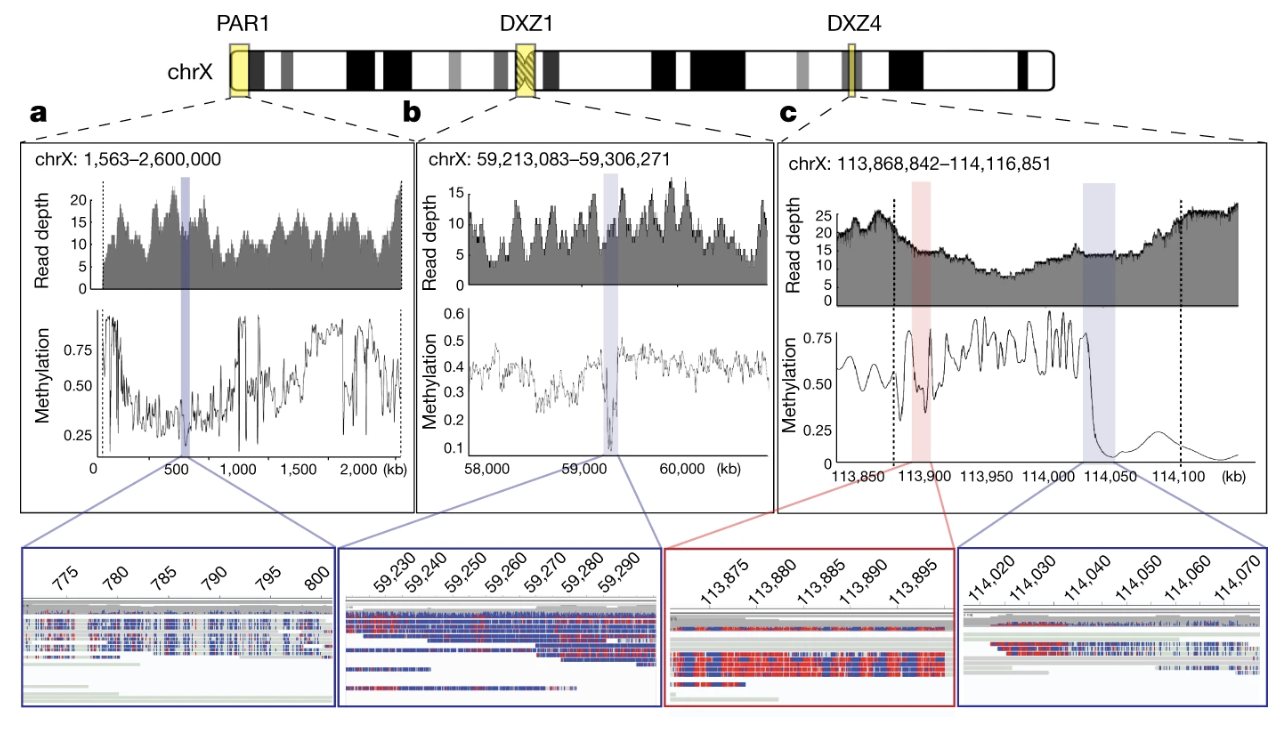 Miga et al. 2020, Nature - Figure 3
