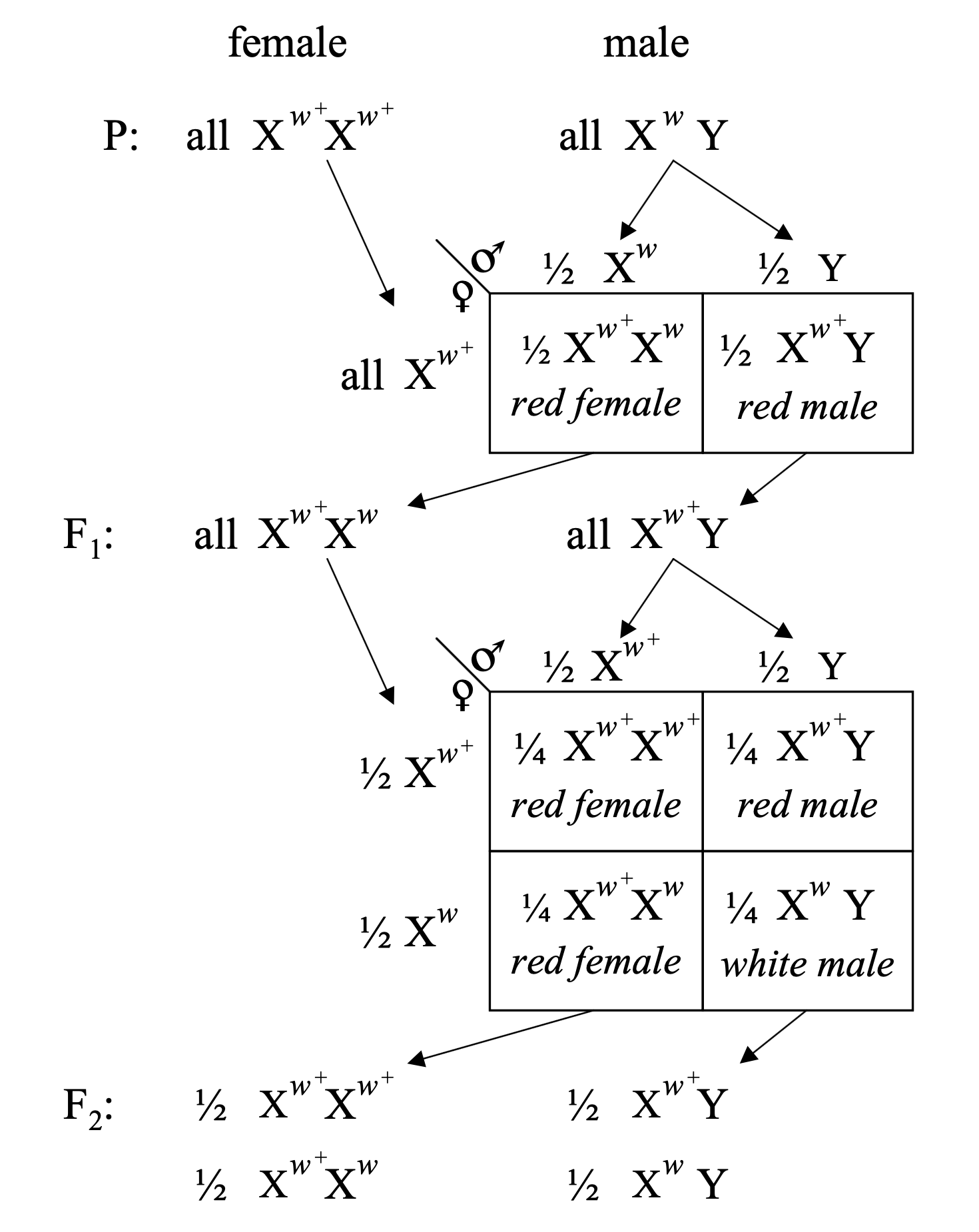 Morgan1910-Science-PostscriptDiagram.png