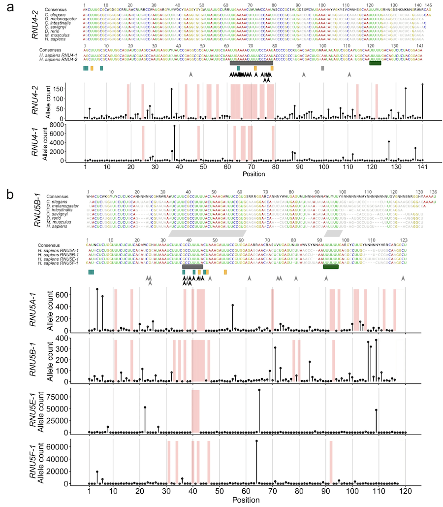 Nava et al. 2025, Nature Genetics - Extended Data Figure 1