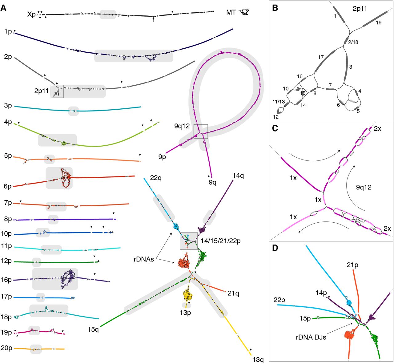 Nurk et al. 2021, bioRxiv - Figure 2