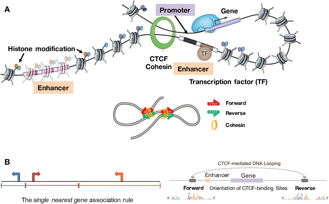 Osato 2019, bioRxiv