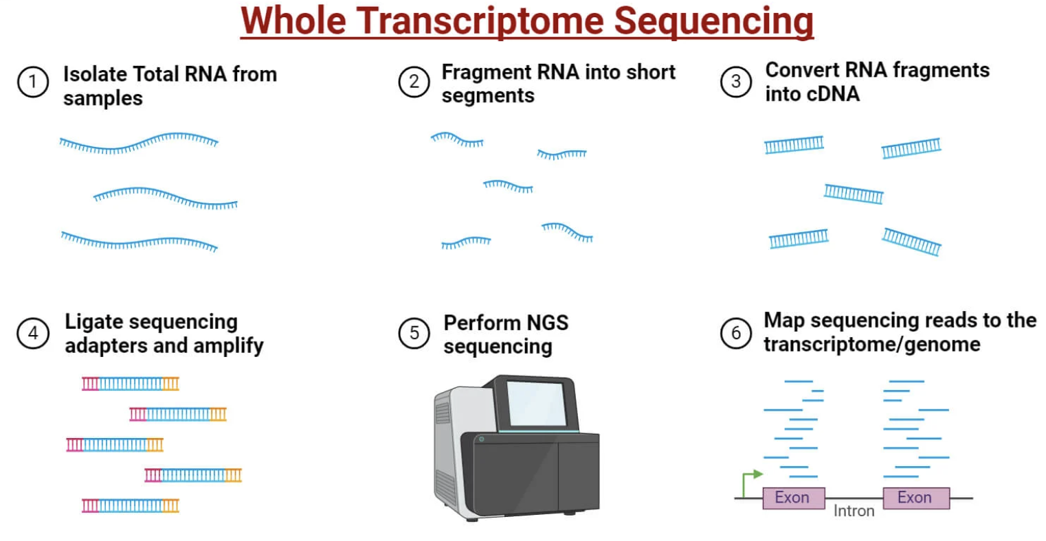 Bulk RNA-seq workflow