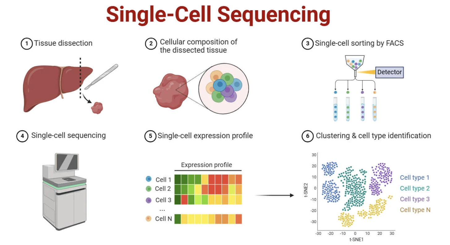 Single-cell RNA-seq workflow