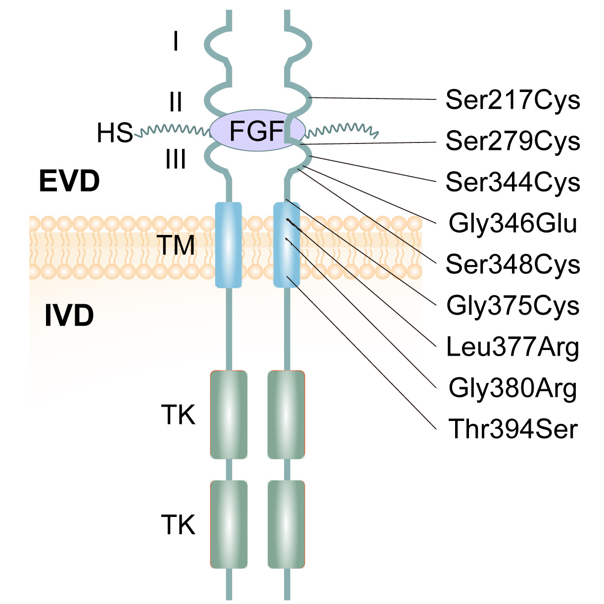Sobreira2024-HealthMed-Fig1