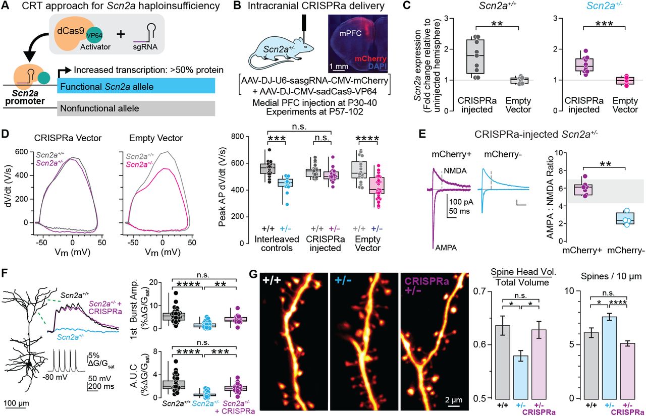 Tamura et al. 2022 bioRxiv - Figure 2