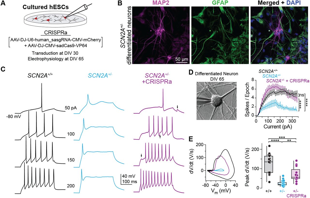 Tamura et al. 2022 bioRxiv - Figure 4