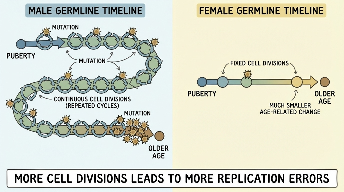 Figure 9-4: The Paternal Age Effect on De Novo Mutations
