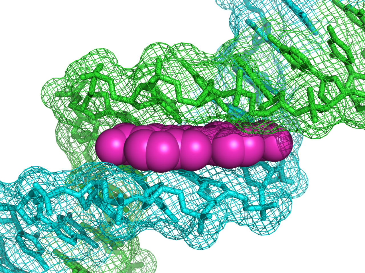 DAPI 염색