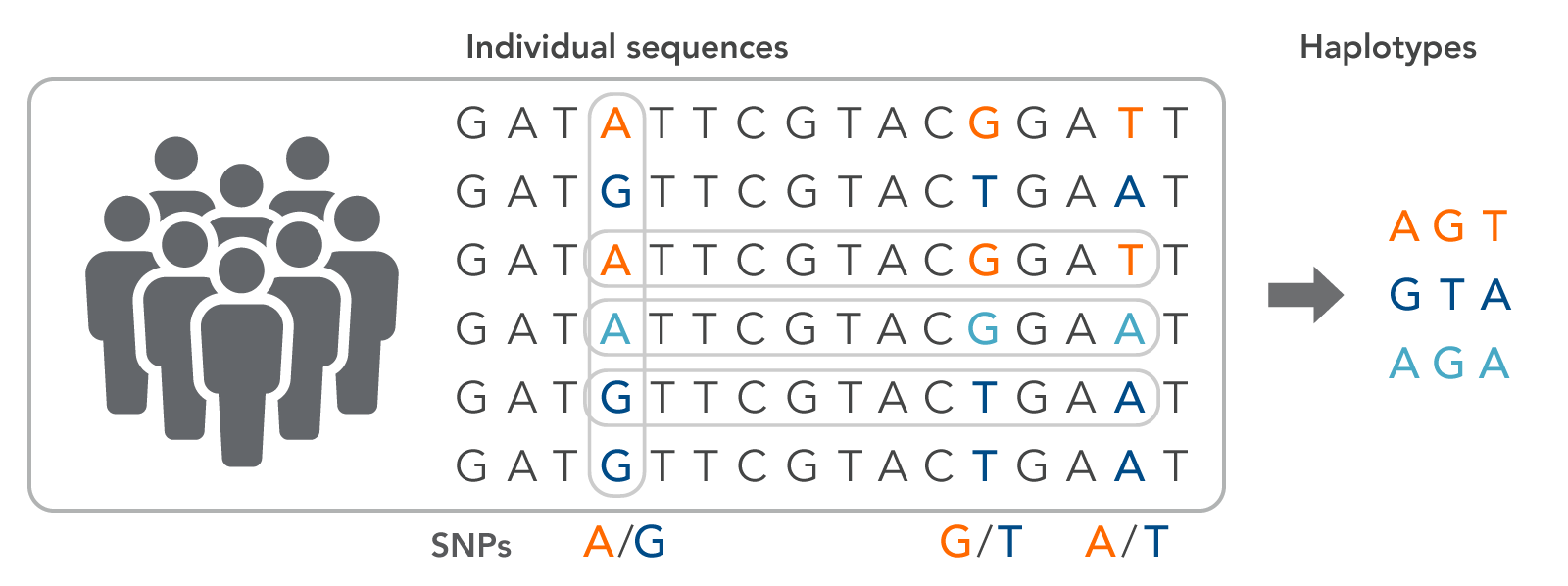 Haplotype
