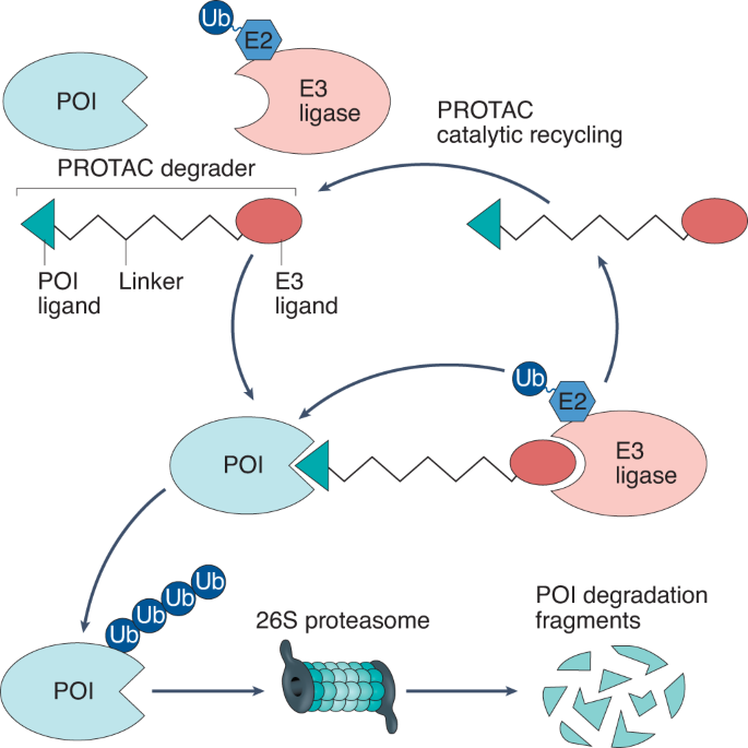 PROTAC 기술