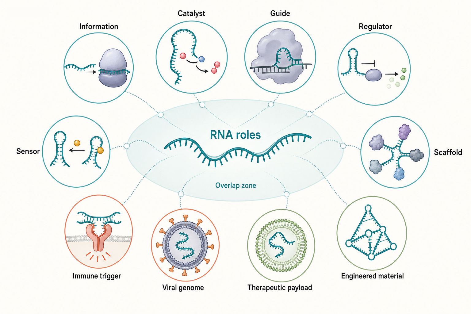 Figure 1.1. RNA Roles Across Biology and Technology