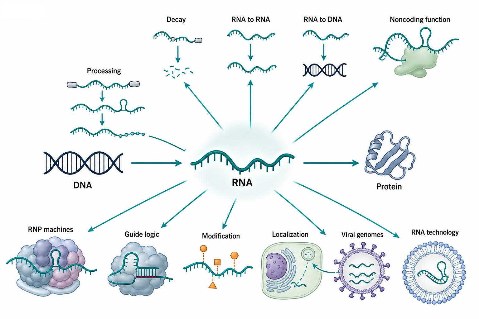 Figure 1.2. The Expanded RNA-Centered View of Molecular Information Flow