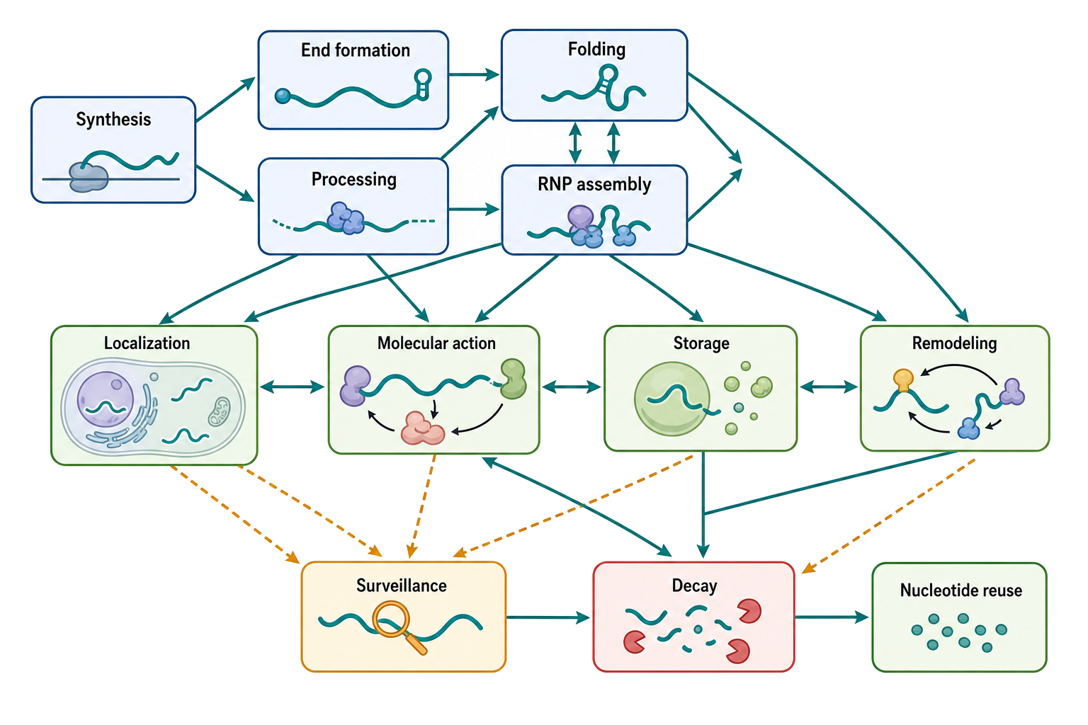 Figure 1.3. The Life Cycle of an RNA Molecule as Linked State Transitions