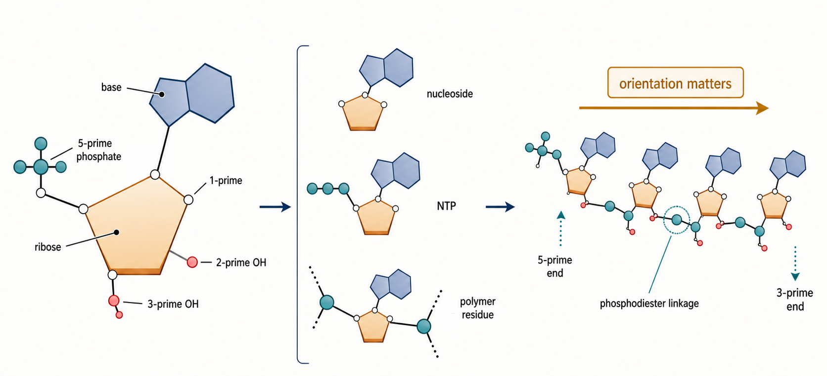 Figure 2.1. RNA Nucleotide Anatomy and Polymer Polarity