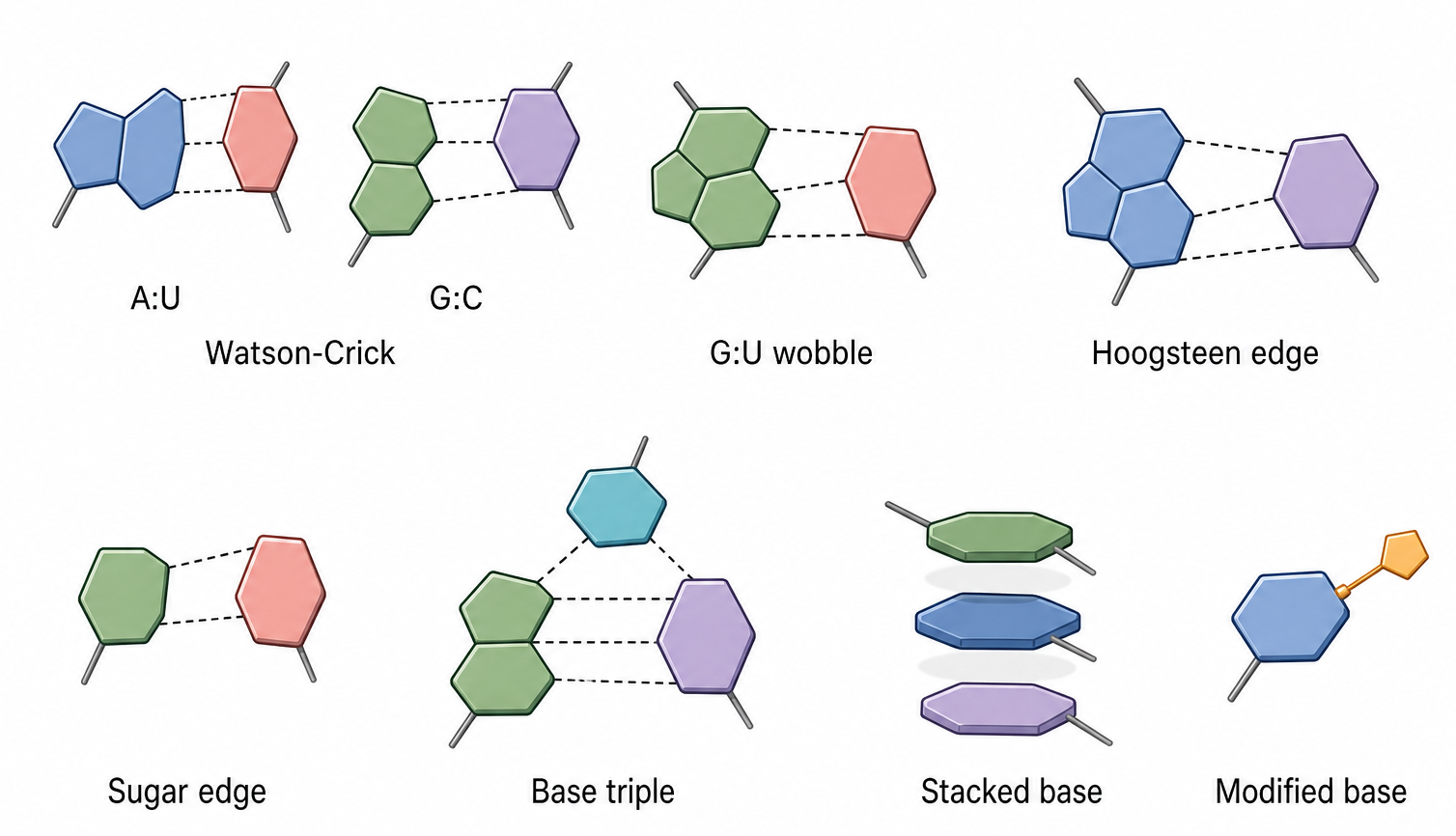 Figure 2.2. Base-Pairing and Stacking Vocabulary