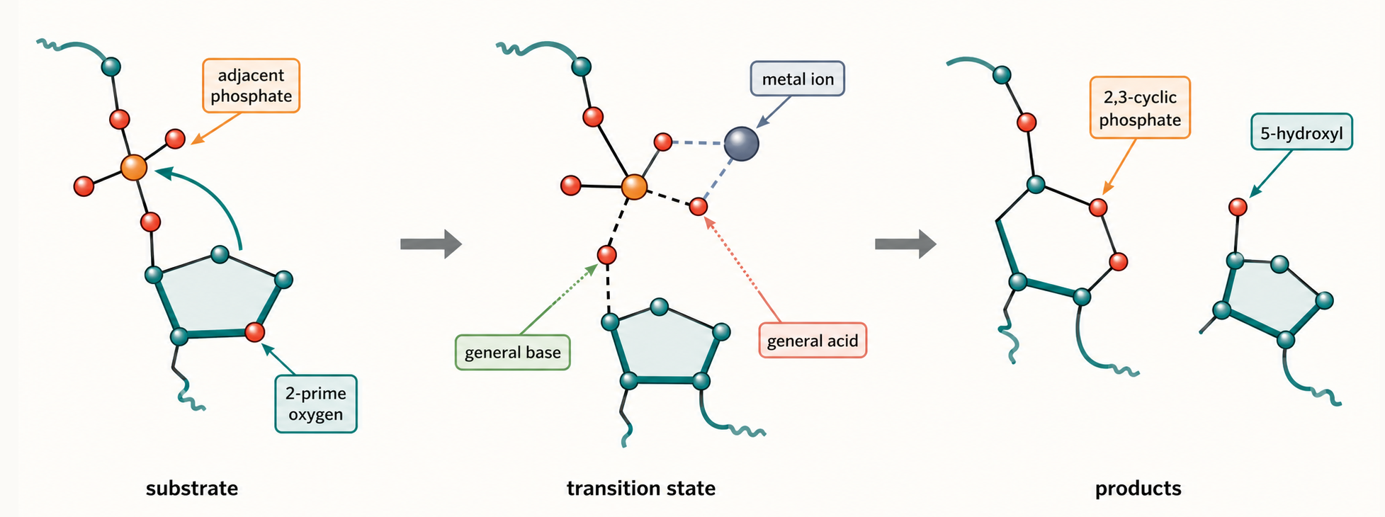 Figure 2.3. Phosphodiester Cleavage and Transesterification