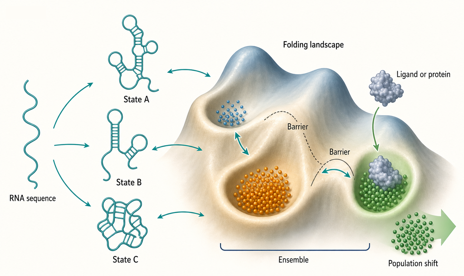 Figure 3.1. RNA Folding Landscape and Ensemble View