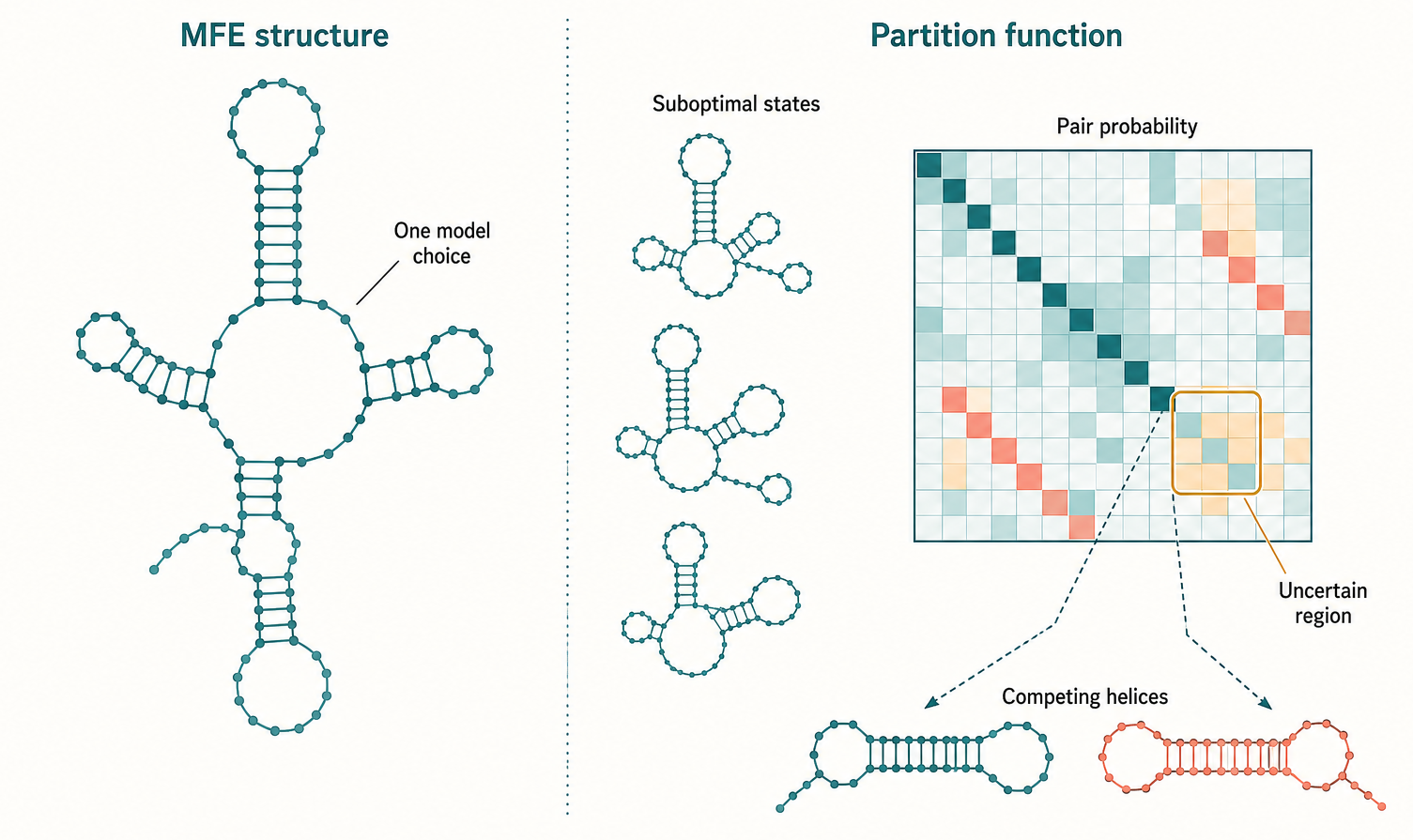 Figure 3.2. MFE Versus Partition-Function Interpretation