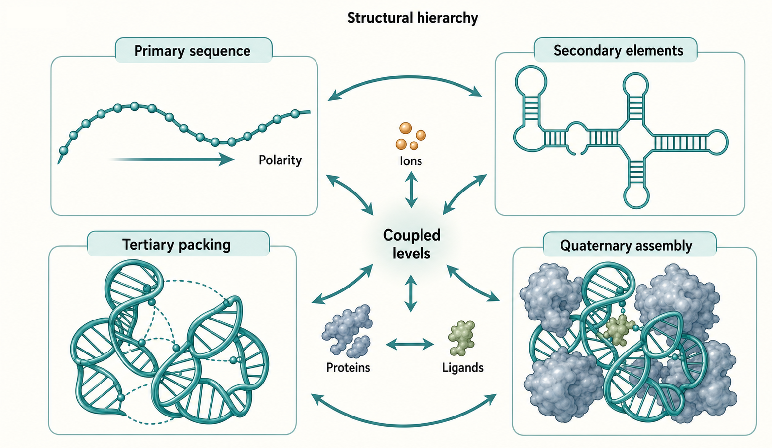 Figure 4.1. RNA Structural Hierarchy