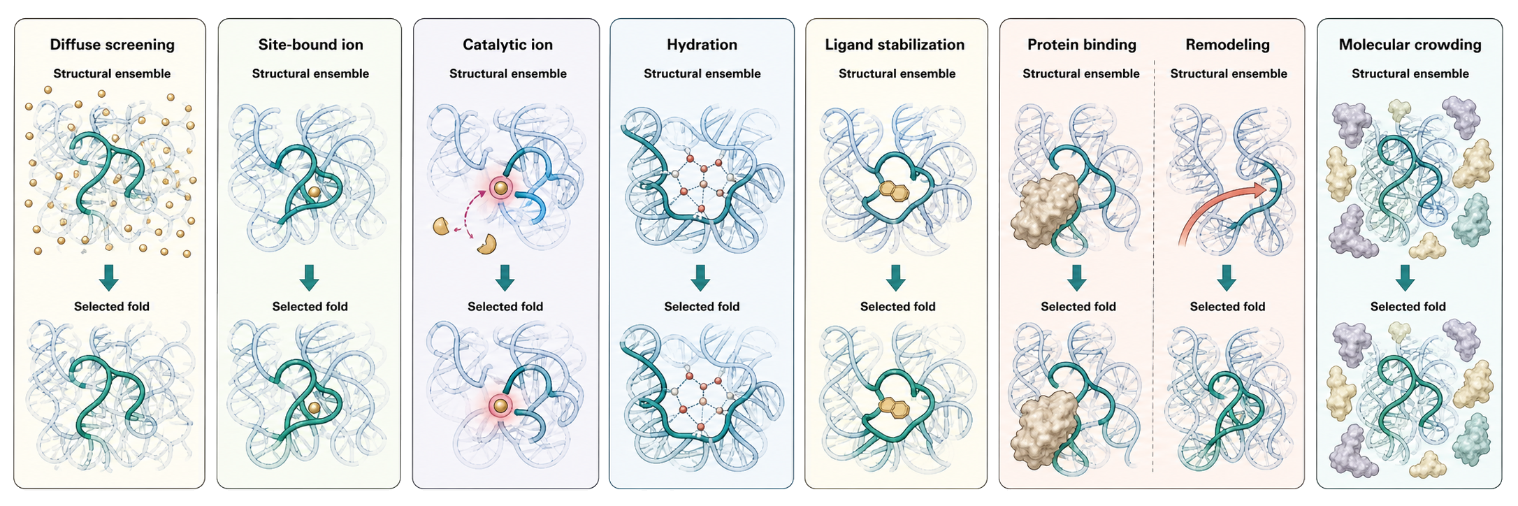 Figure 4.4. How the Environment Selects and Stabilizes an RNA Fold