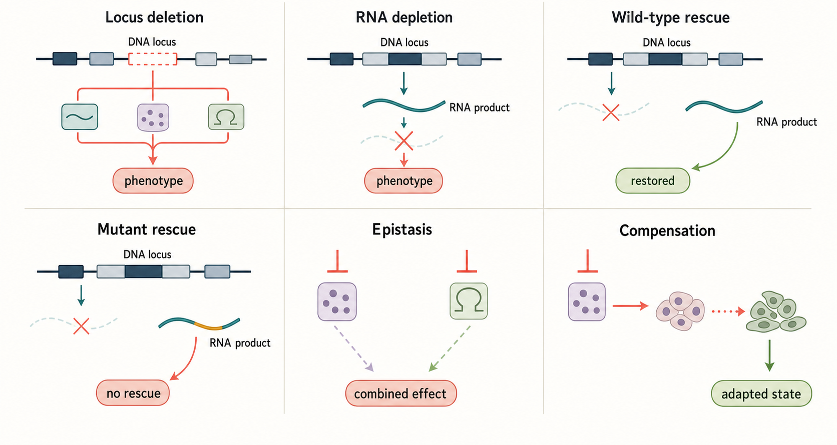 Figure 5.2. Perturbation, Rescue, Epistasis, and Compensation