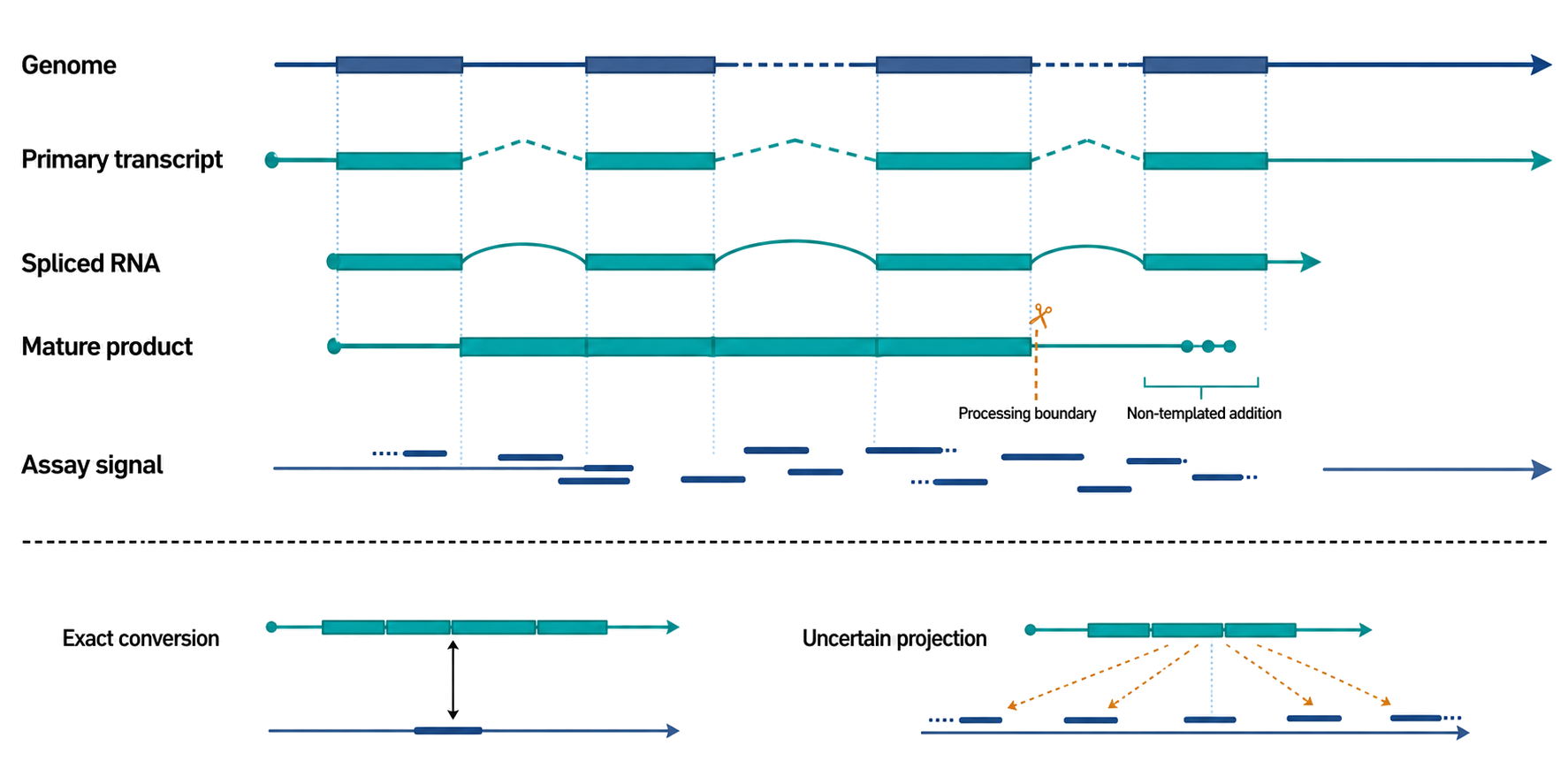 Figure 6.5. Coordinate Frames Across an RNA Life Cycle