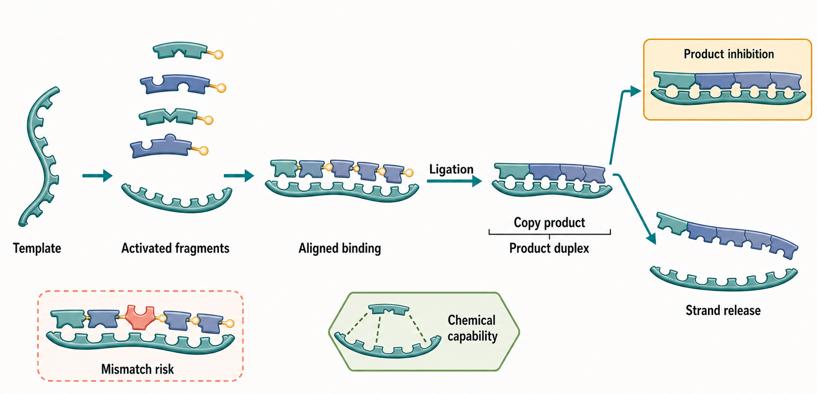 Figure 7.3. Template-Directed Copying by Fragment Ligation