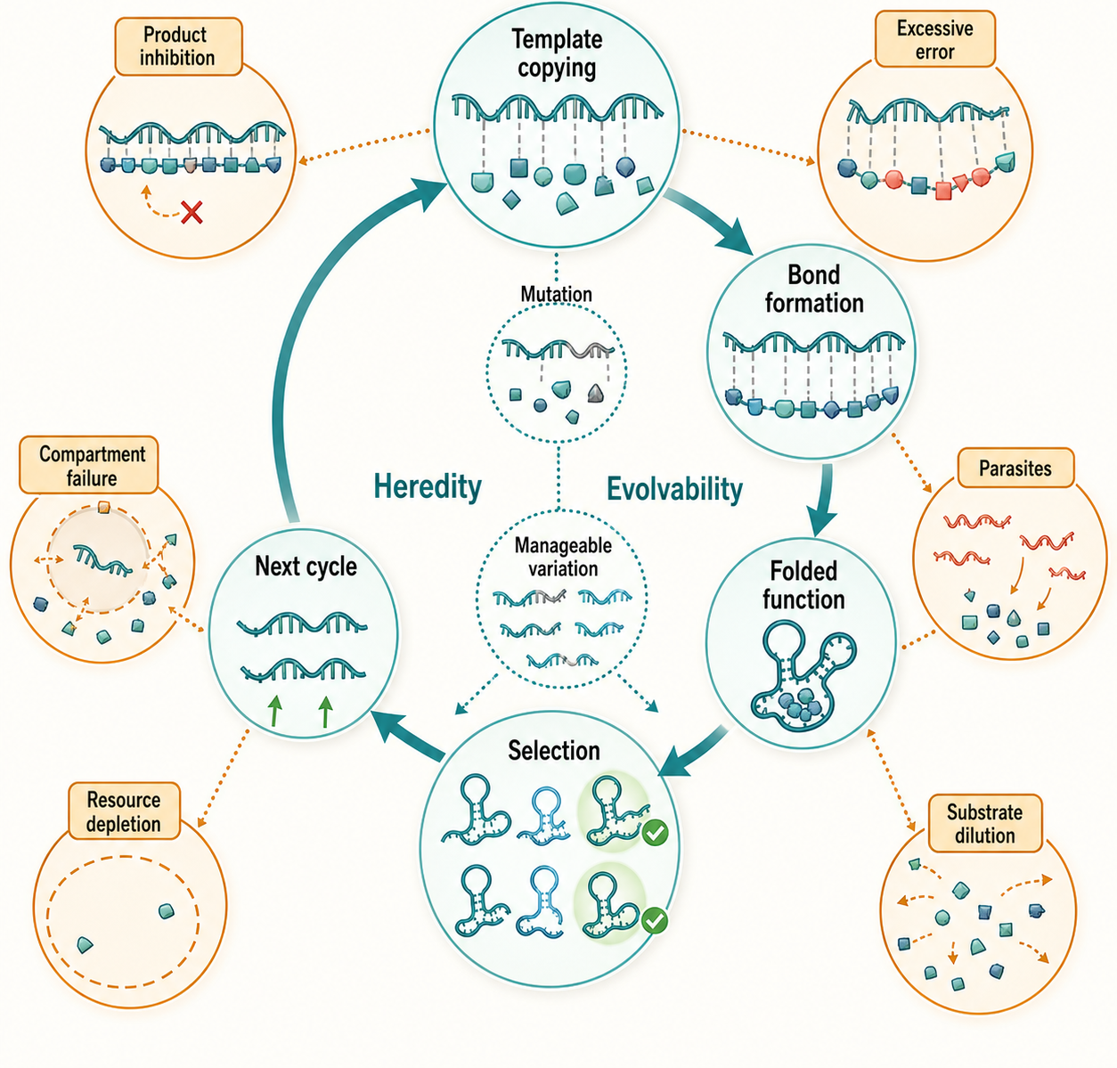 Figure 8.4. Replication, Error, and Evolvability