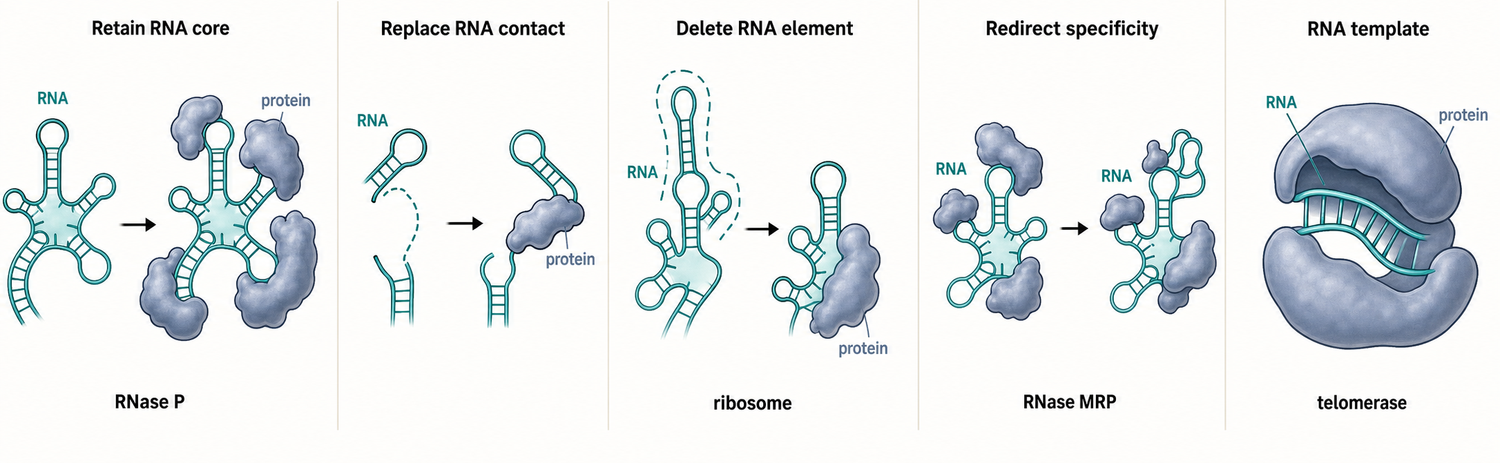 Figure 11.2. RNA-Protein Coevolution Modes in RNPs