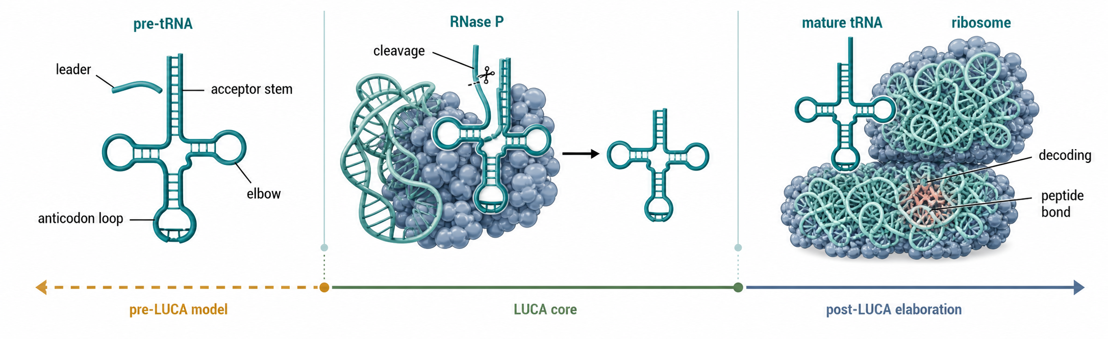 Figure 11.3. RNase P, tRNA, and Ribosome Coevolution