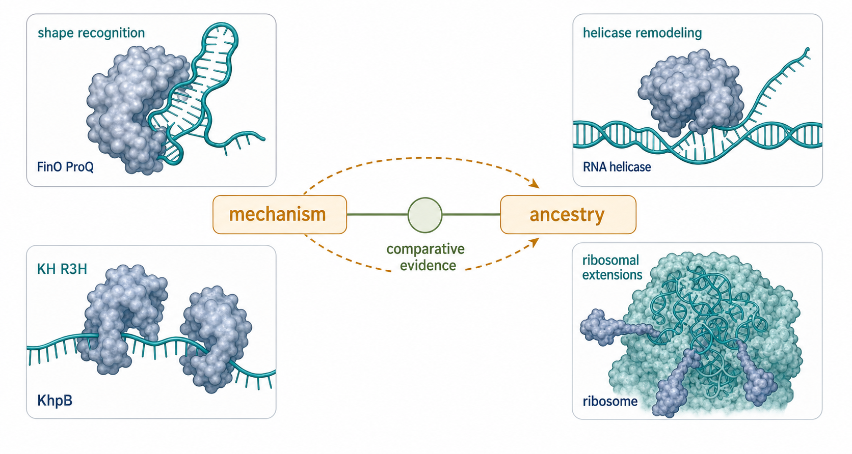 Figure 11.4. Modern RNA-Binding Proteins Are Mechanistic Evidence, Not Fossils