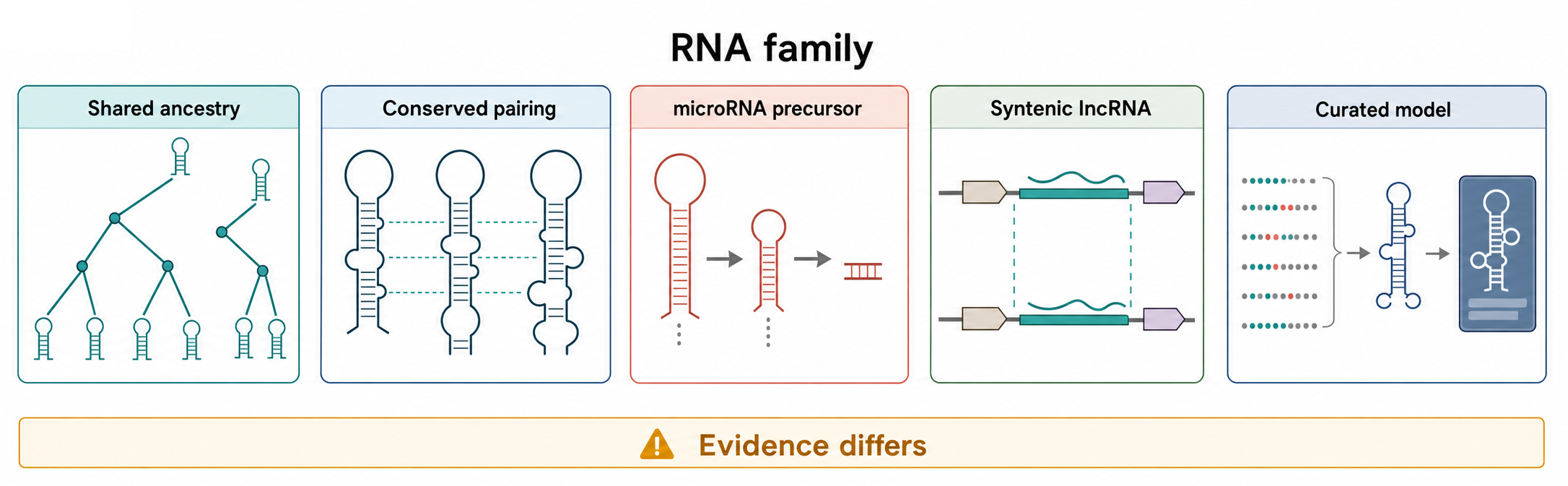 Figure 12.1. What Counts as an RNA Family?