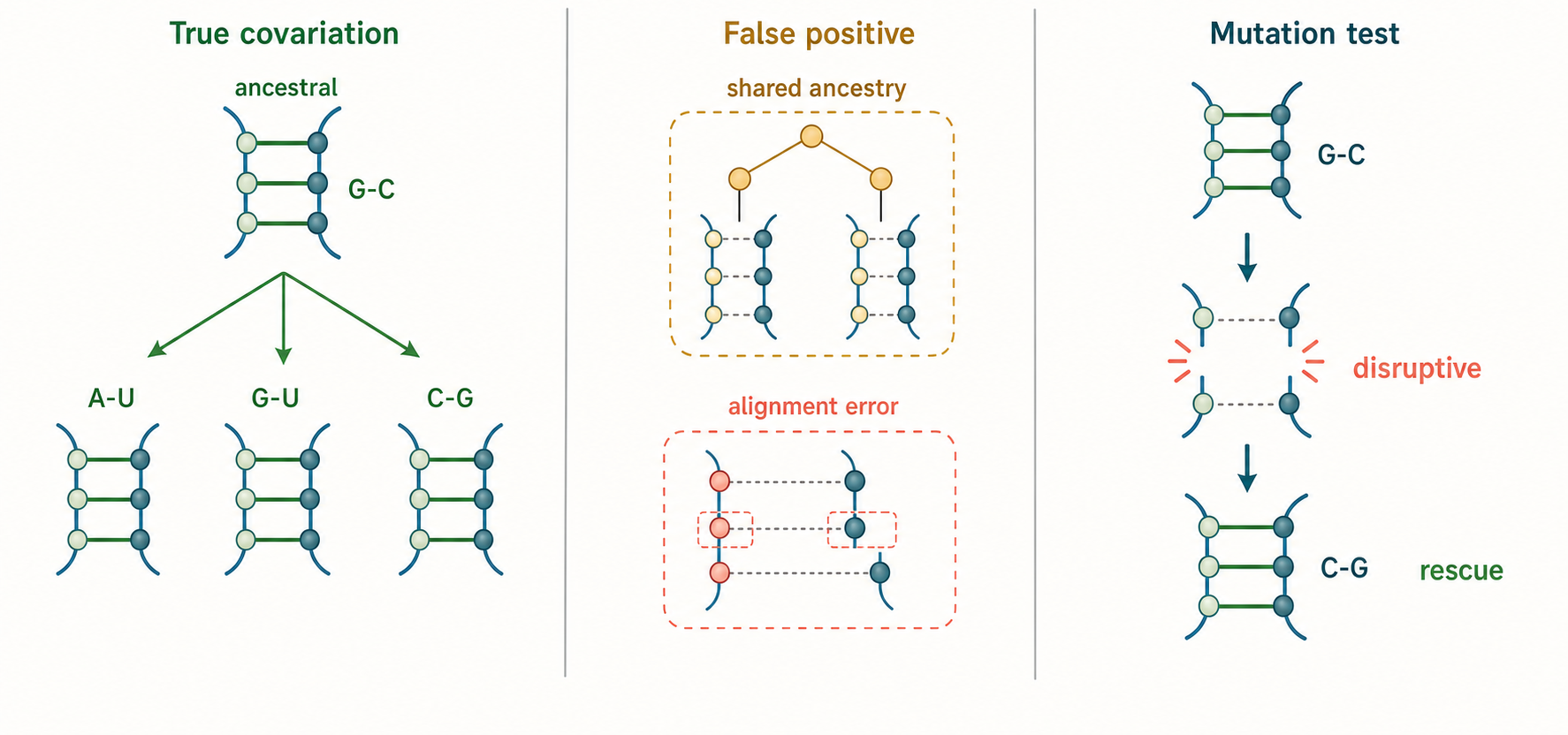 Figure 12.2. Covariation and Compensatory Change as Evolutionary Evidence
