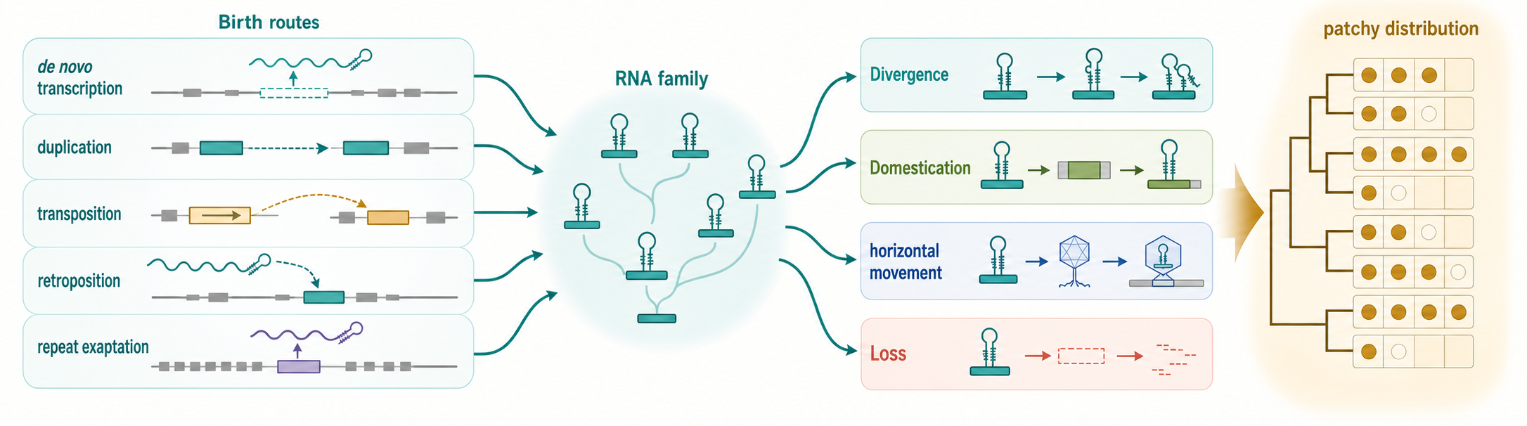 Figure 12.4. RNA Family Life Cycle
