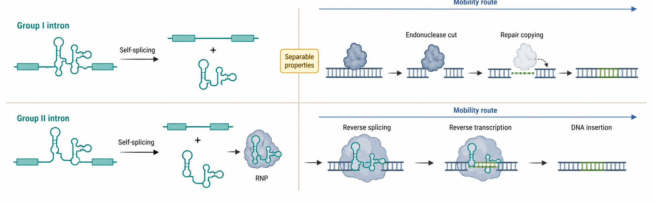 Figure 13.1. Mobile Ribozymes and Mobility Routes