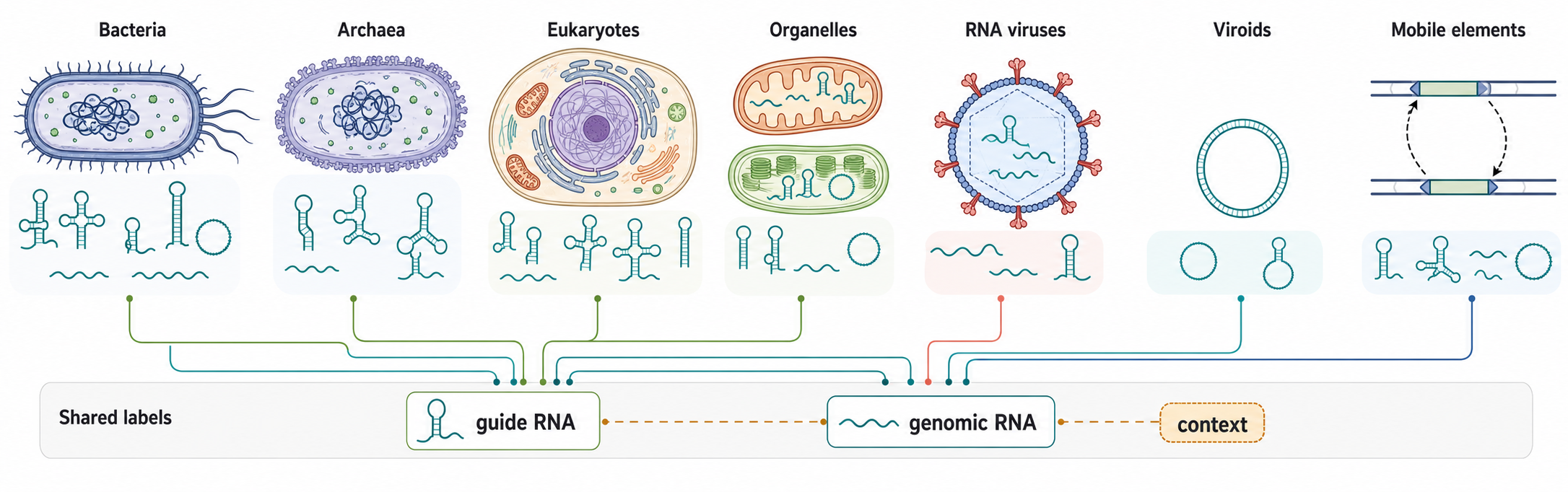 Figure 14.2. RNA Classes Across Biological Systems