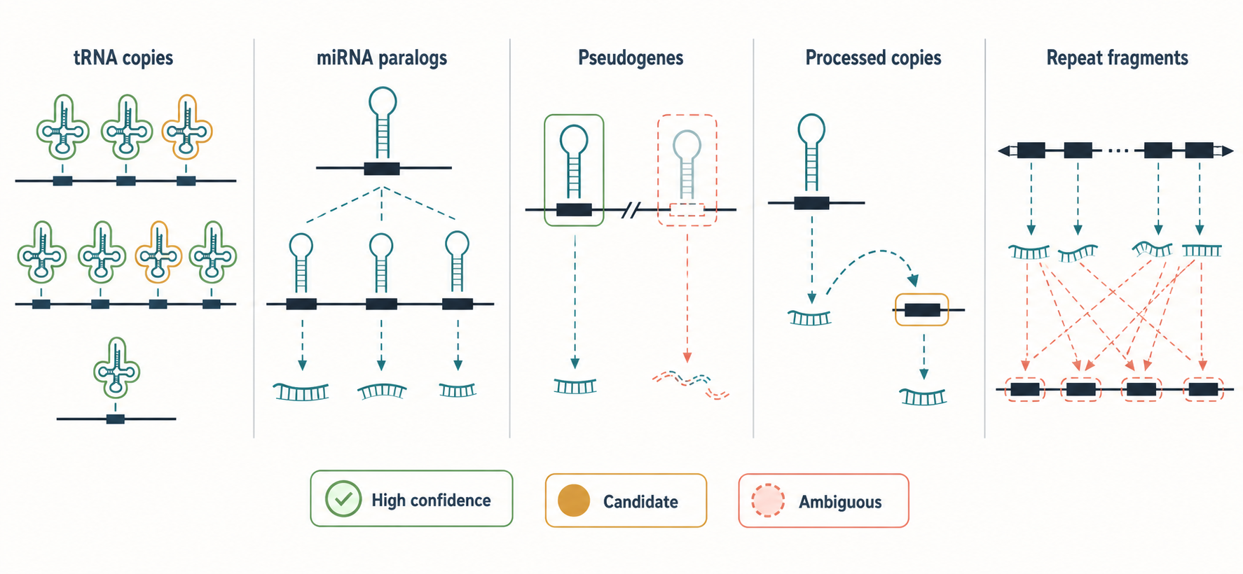 Figure 14.3. Copy Number and RNA Gene Repertoire Variation