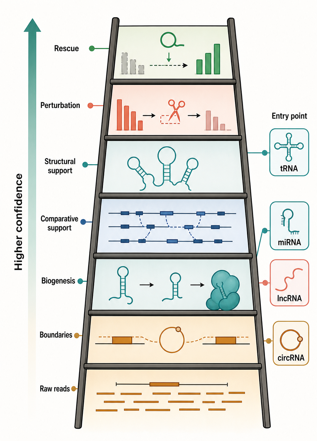 Figure 14.5. Annotation Confidence Ladder for RNA Genes