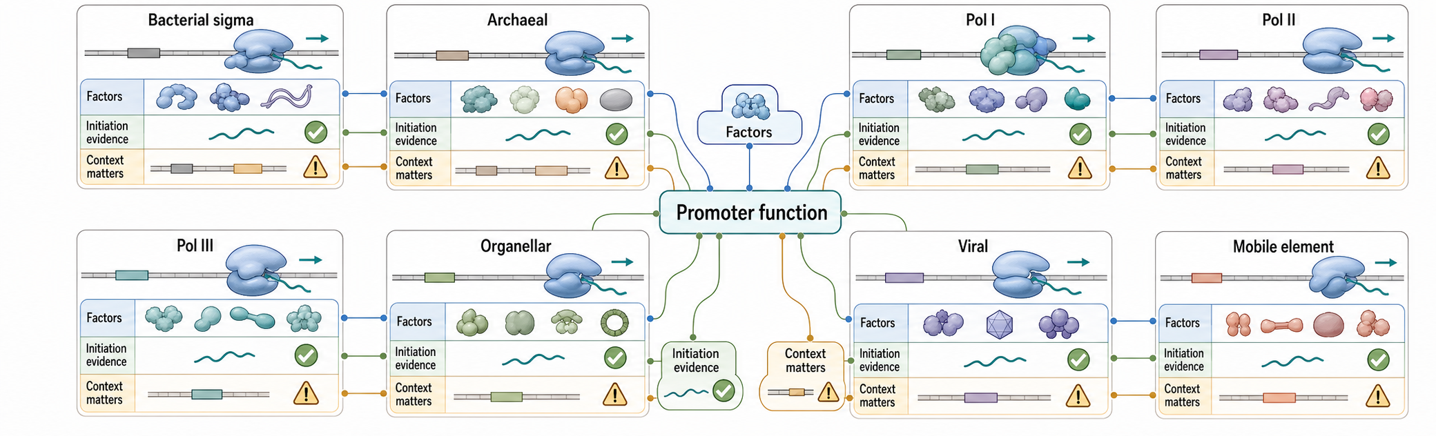 Figure 15.1. Promoter Logic Across Polymerase Systems