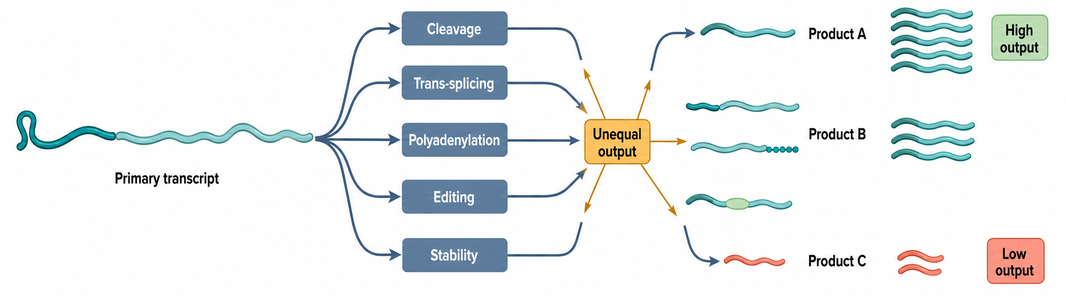 Figure 15.2. Polycistronic RNA and Processing-Dependent Expression